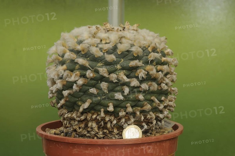 Peyote Cactus Giant Specimen