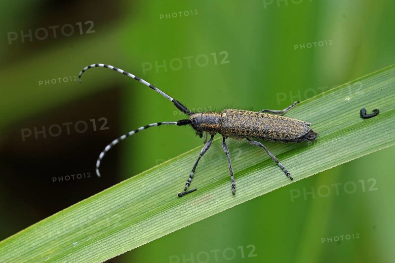 Golden-breasted Longhorn Beetle