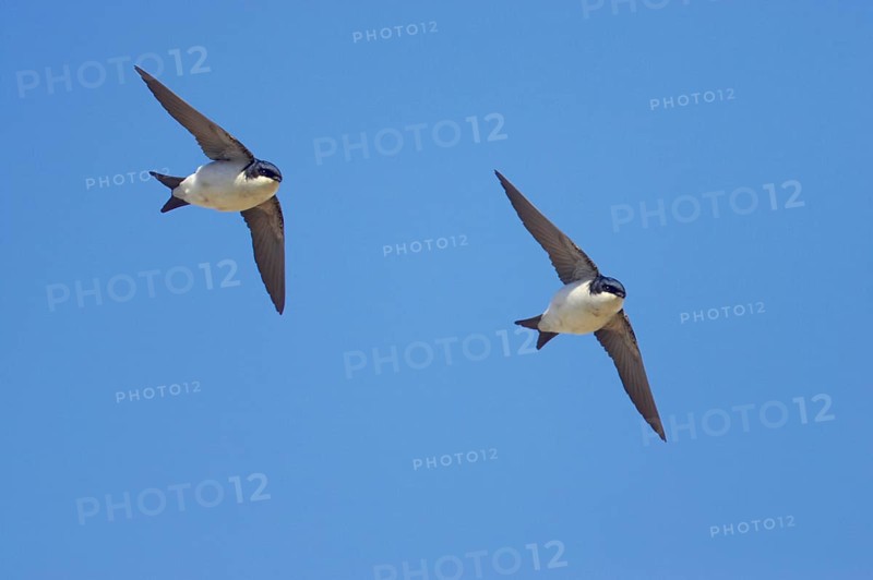 Common house martins