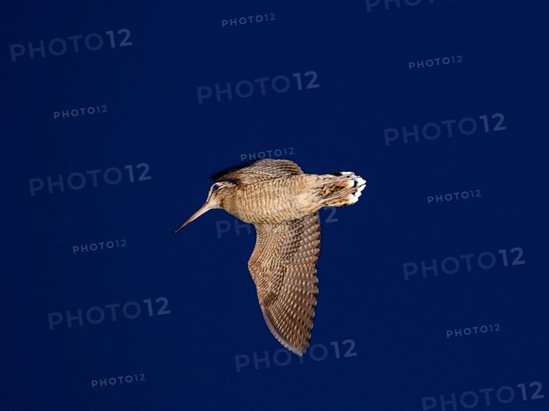 Eurasian Woodcock