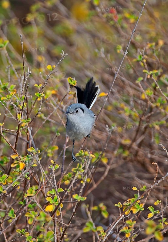 Cuban Gnatcatcher
