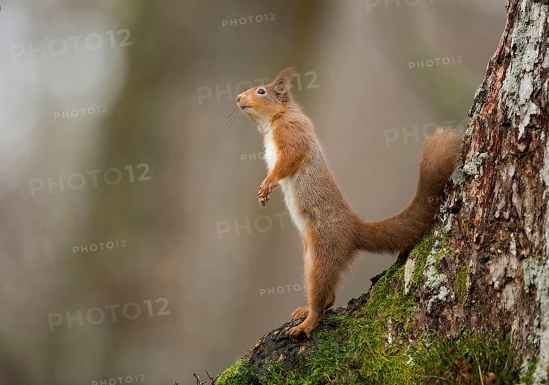 Eurasian red squirrel