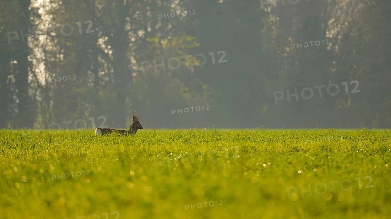 Western Roe Deer