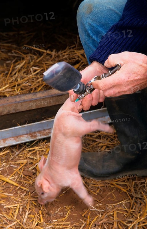 Pig farming