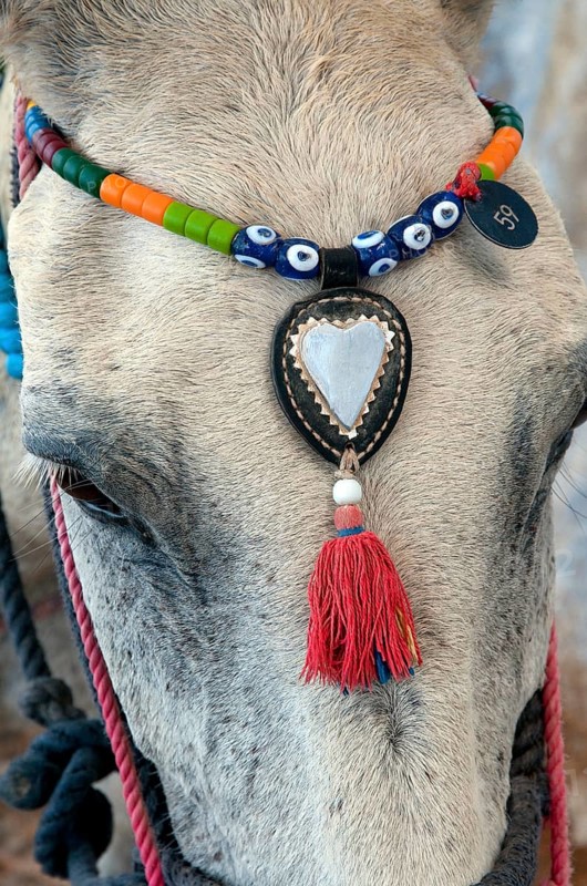 Donkey