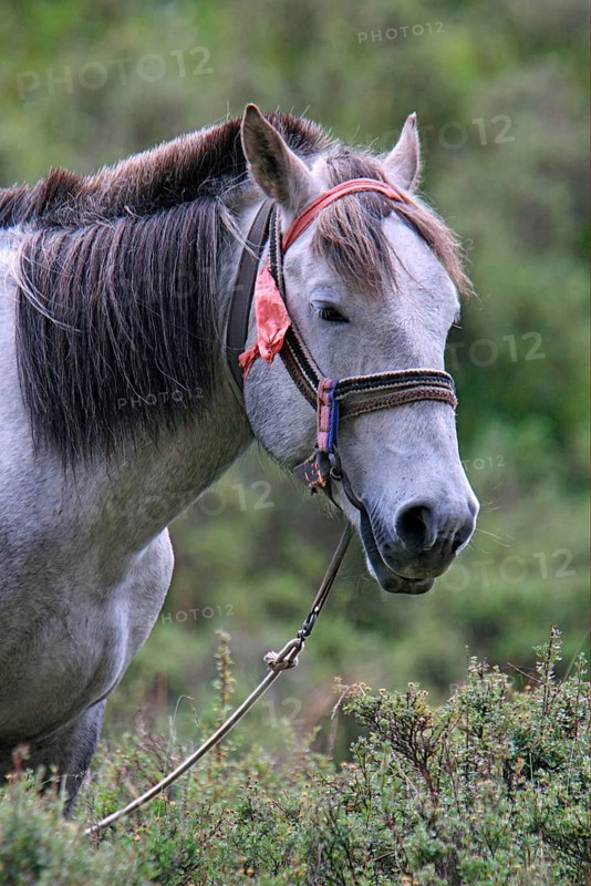 Pony