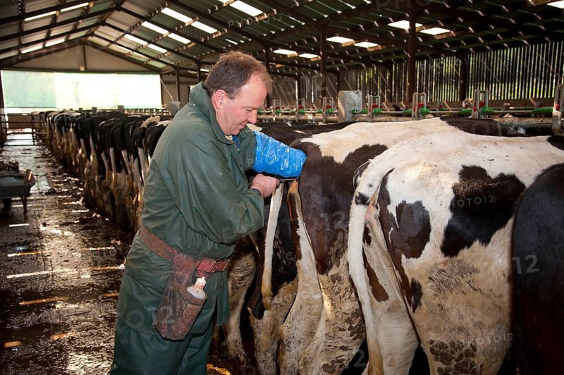 Dairy farming