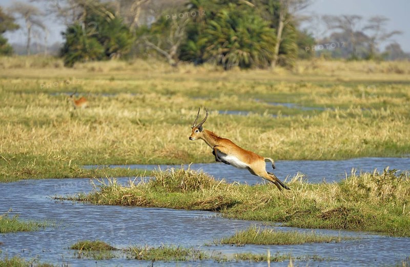Red Lechwe