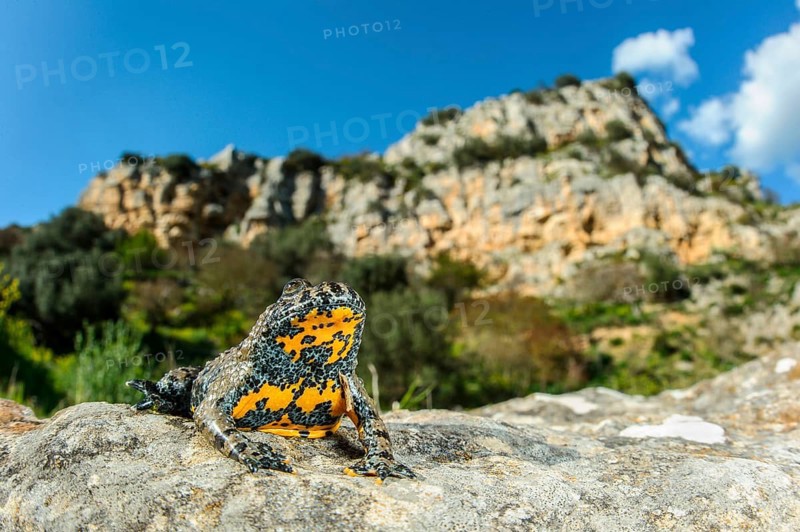Apennine Yellow-bellied Toad