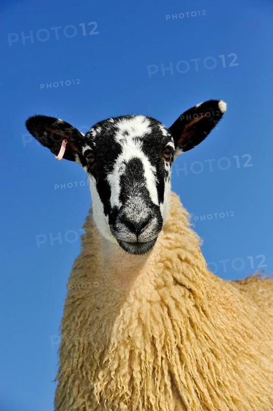 Domestic Sheep
