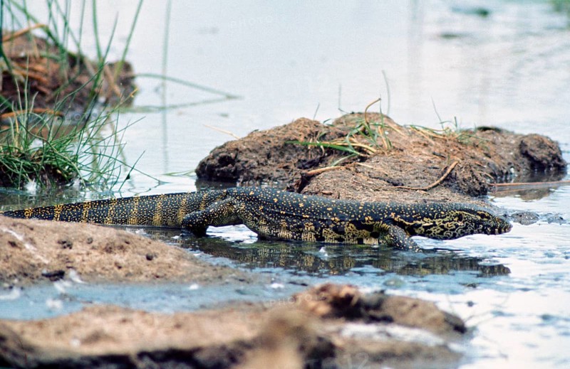 Nile monitors