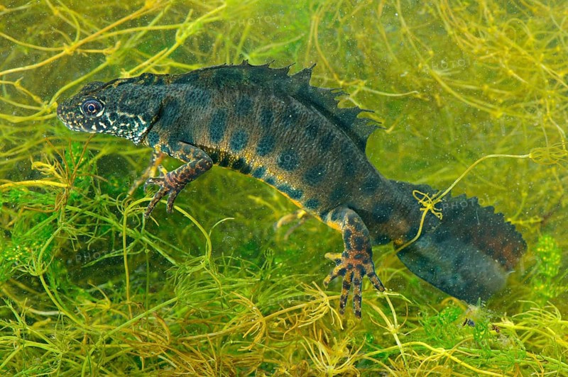 Alpine Crested Newt