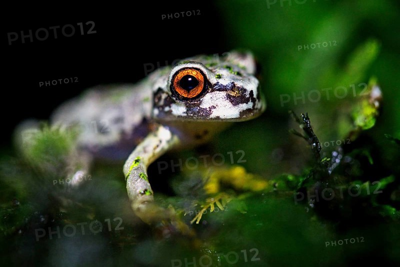 Tree Frog