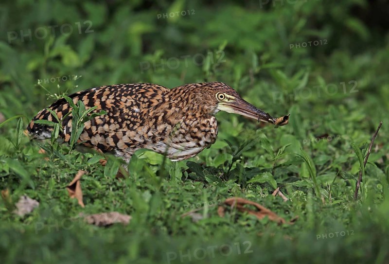 Red-winged Tiger Heron