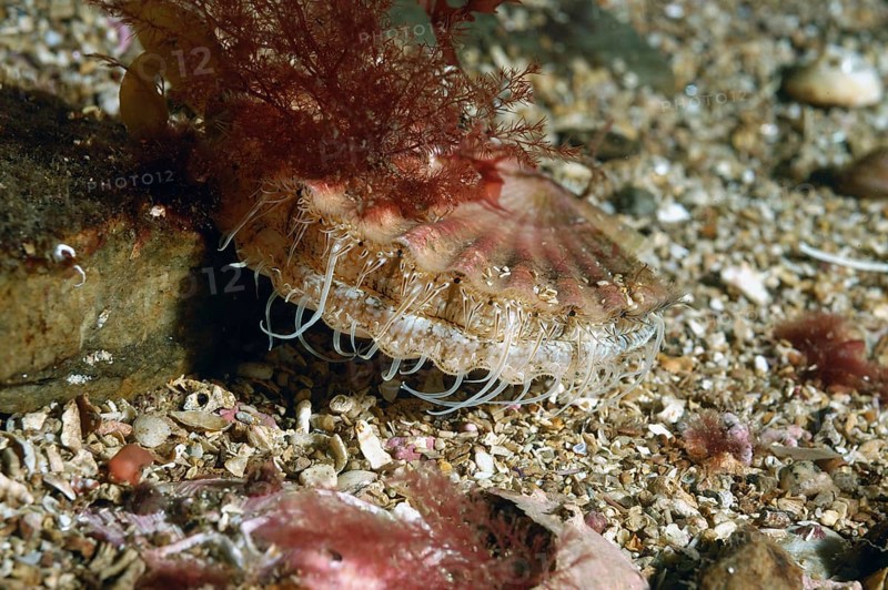 Great Scallop