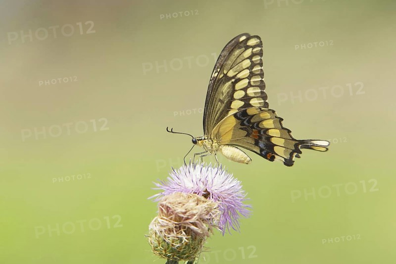 Giant Swallowtail