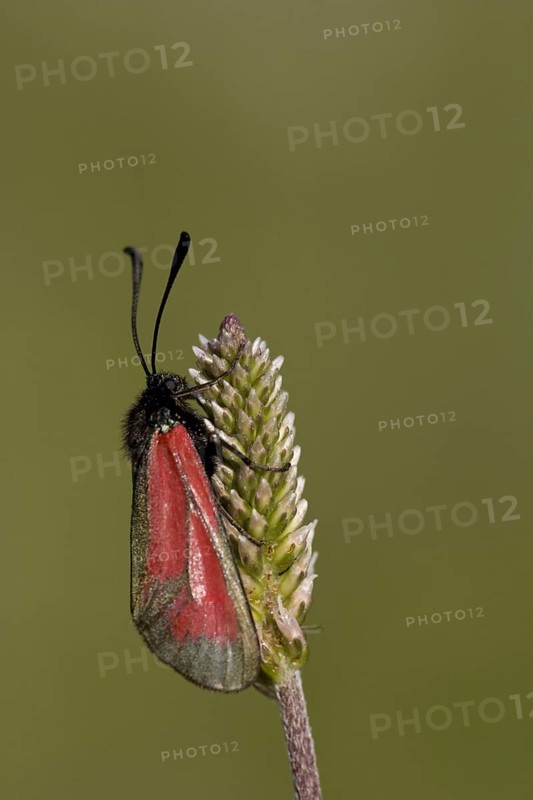 Transparent burnet