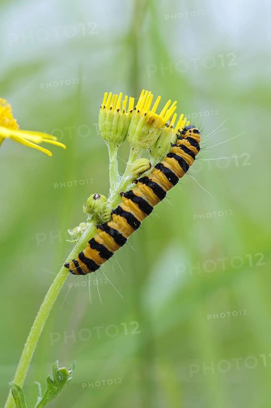 Cinnabar moth