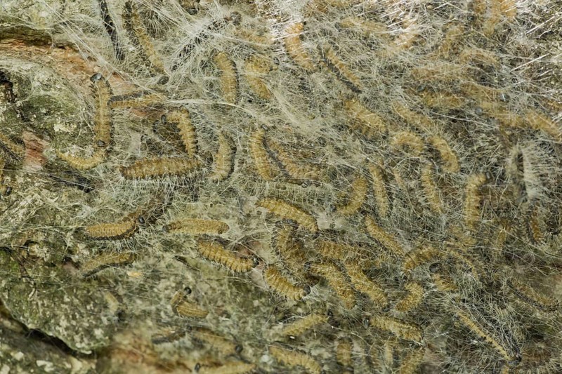 Oak Processionary Moth