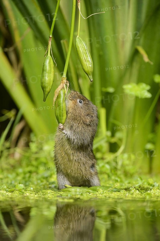 European water vole