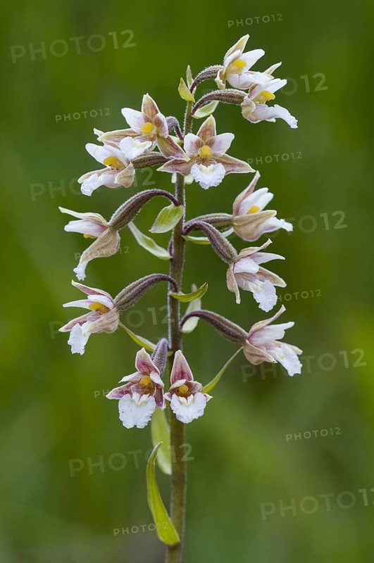 Marsh Helleborine close-up of flowerspike