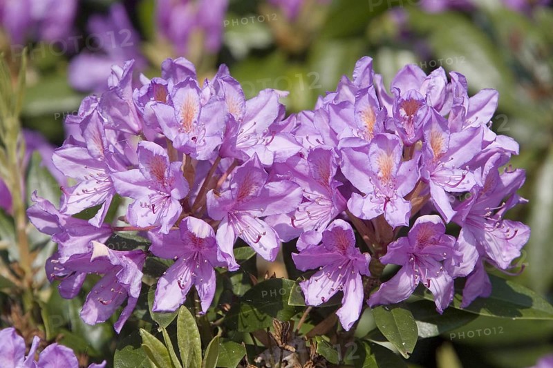 Pontic rhodendron
