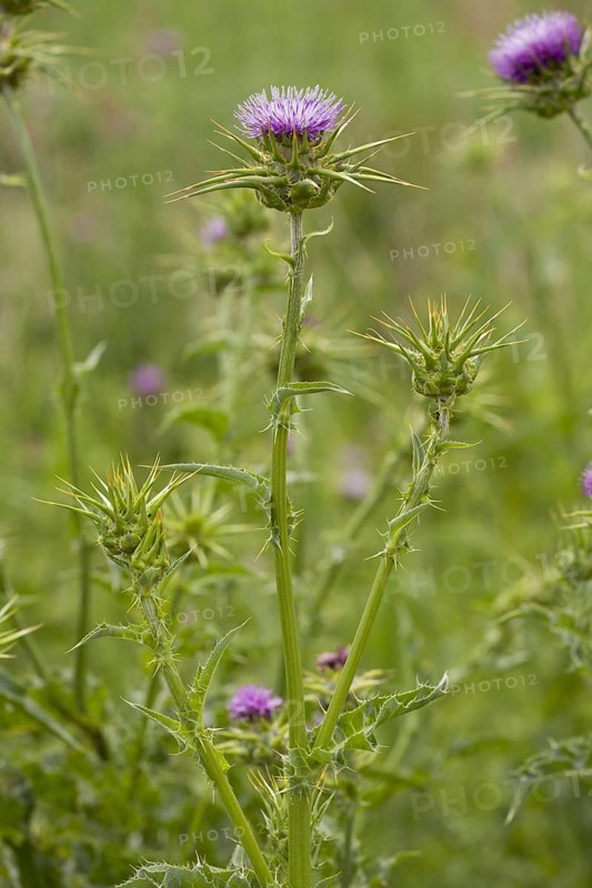 Carduus marianum