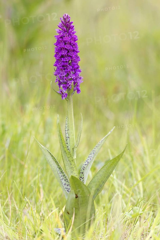 Northern Marsh Orchid