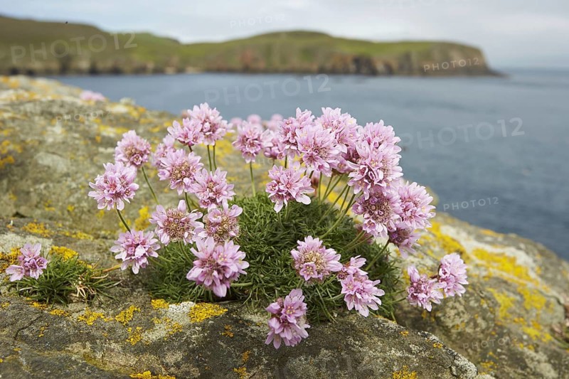 Sea-grass carnation