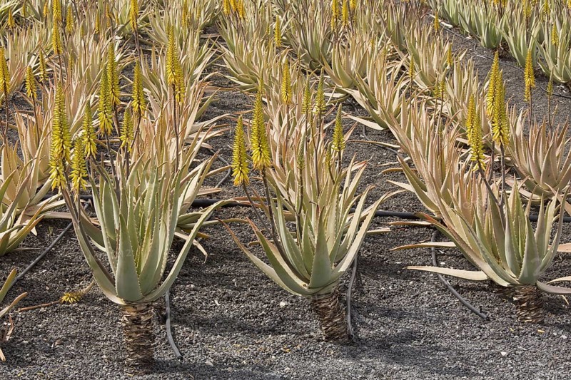 Medicinal Aloe