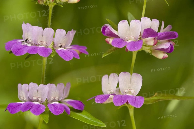 Flowering Purple Chinese Houses
