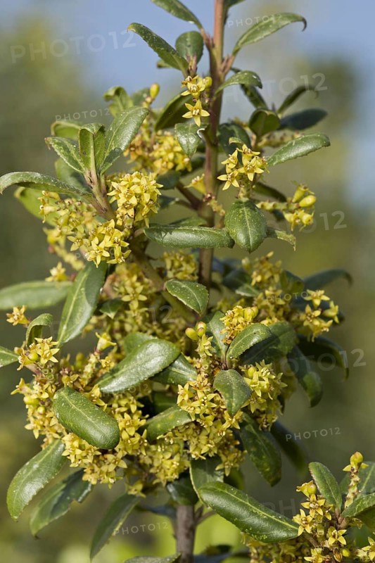 Holly Buckthorn