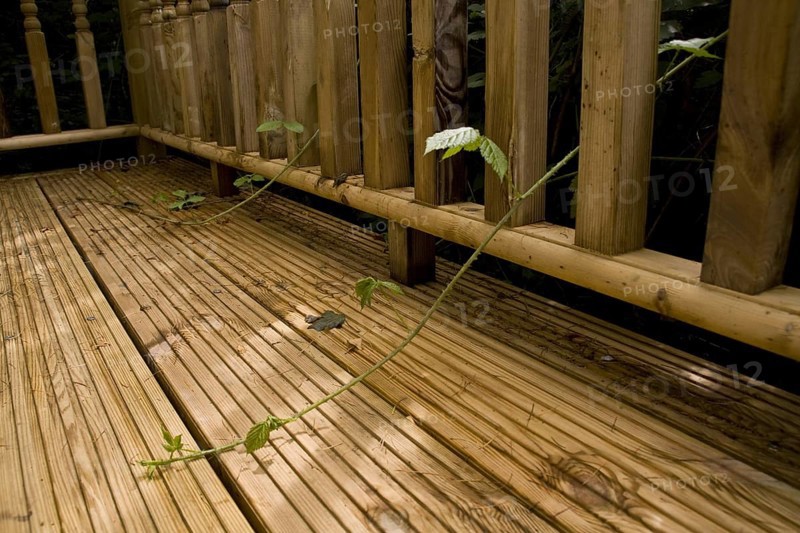 Blackberry runners grow on deck