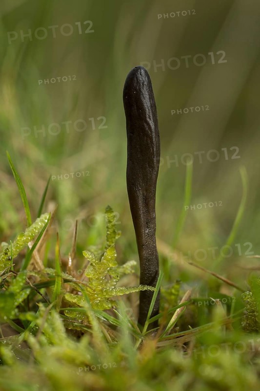 Black Earth-tongue