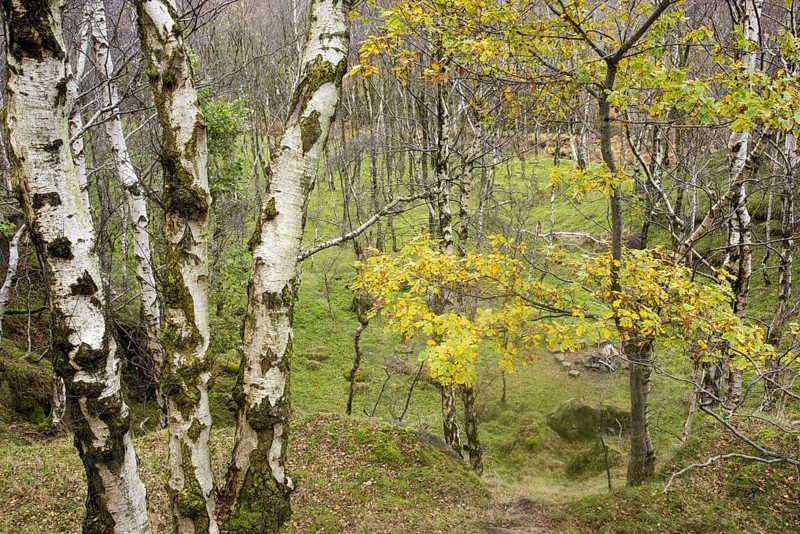 Warty birch