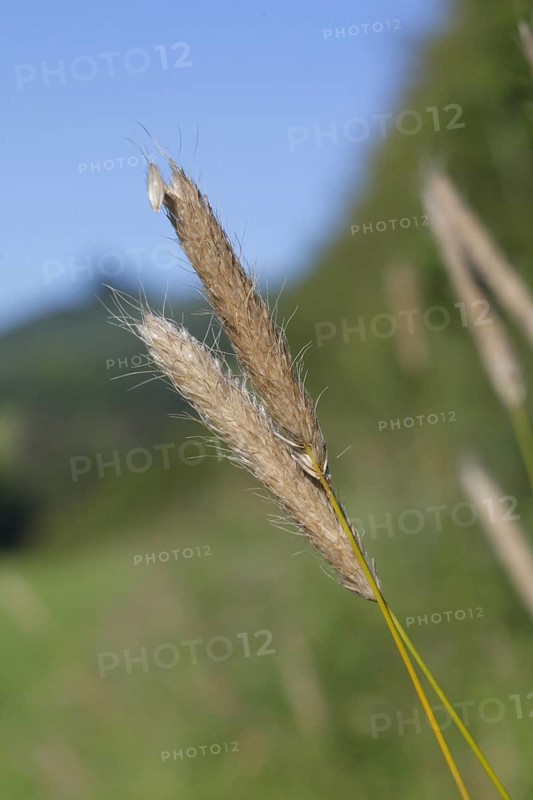 Meadow foxtail