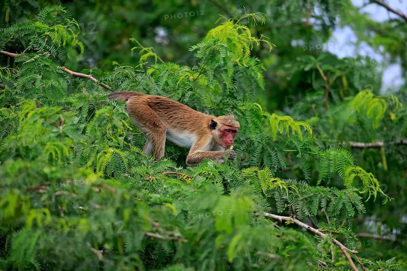 Toque macaque