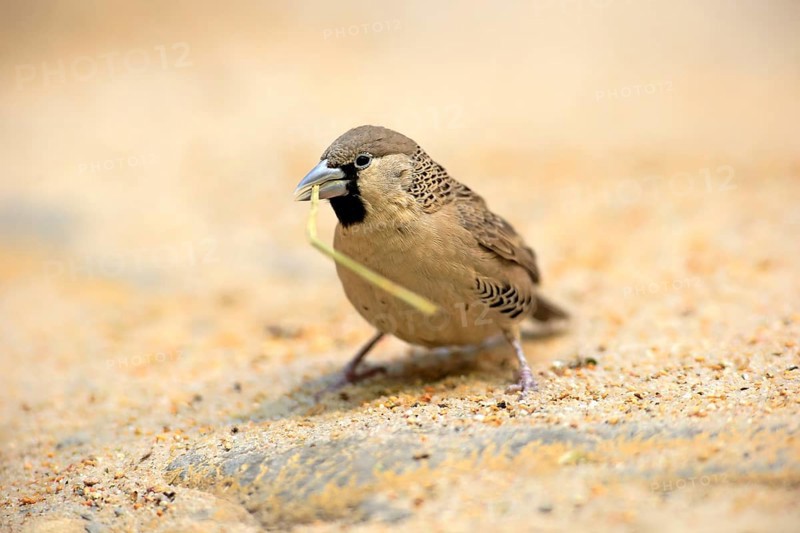 Sociable Weaver