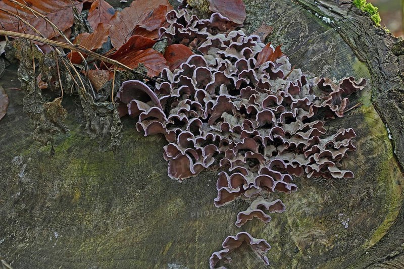Purple layer fungus