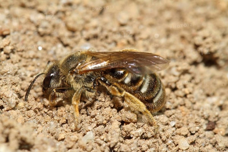 Common sand bee