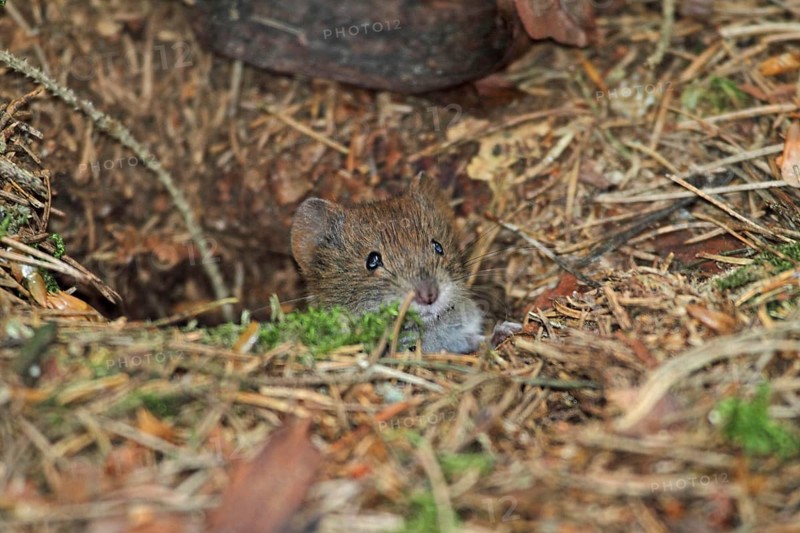 Red-backed vole