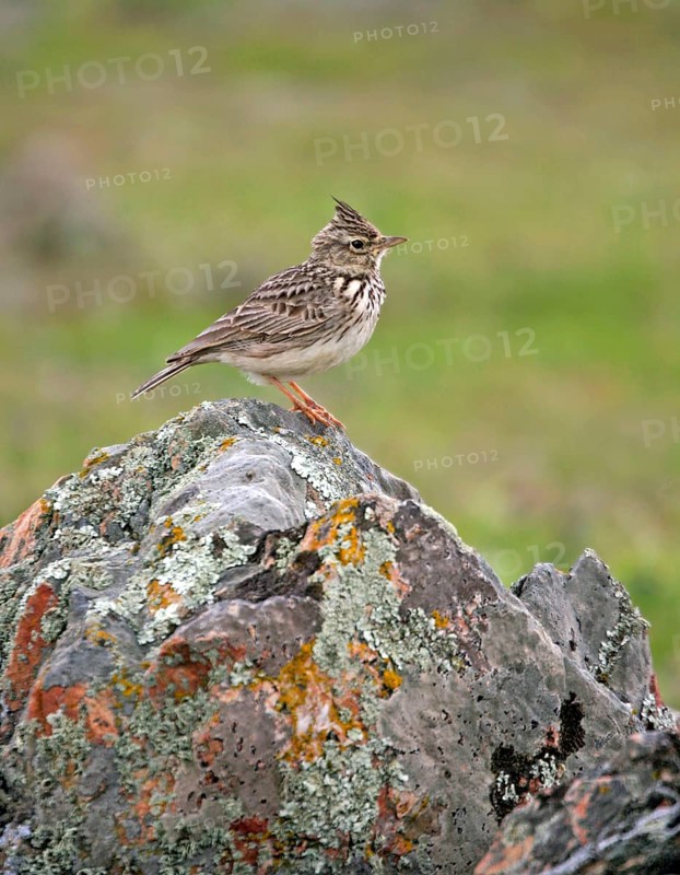 Thekla lark