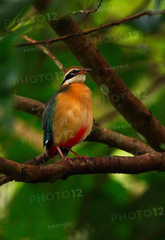 Indian Pitta