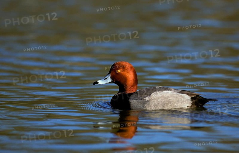 Red-headed Duck
