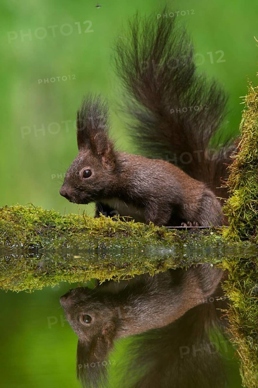 Eurasian Red Squirrel