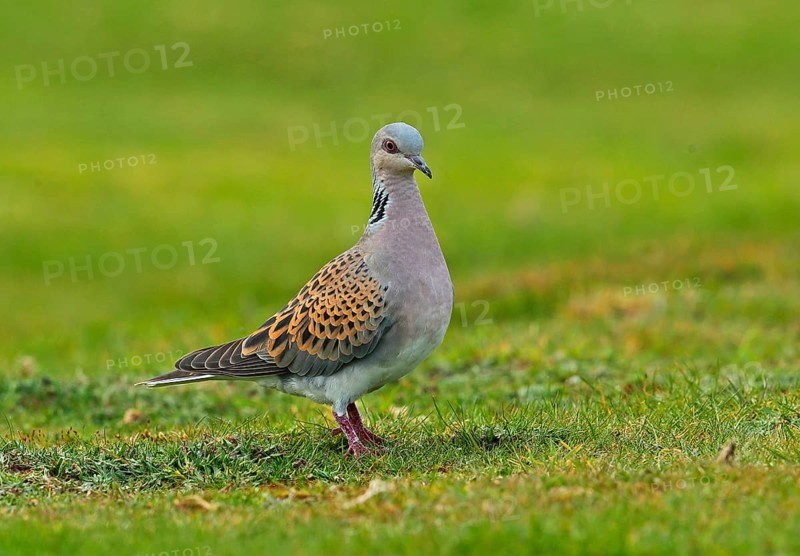 Turtle doves