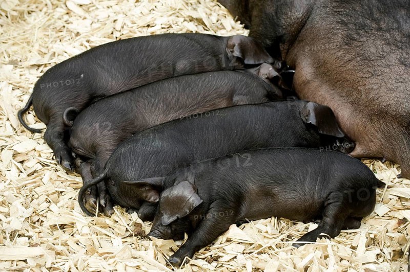 Domestic pig