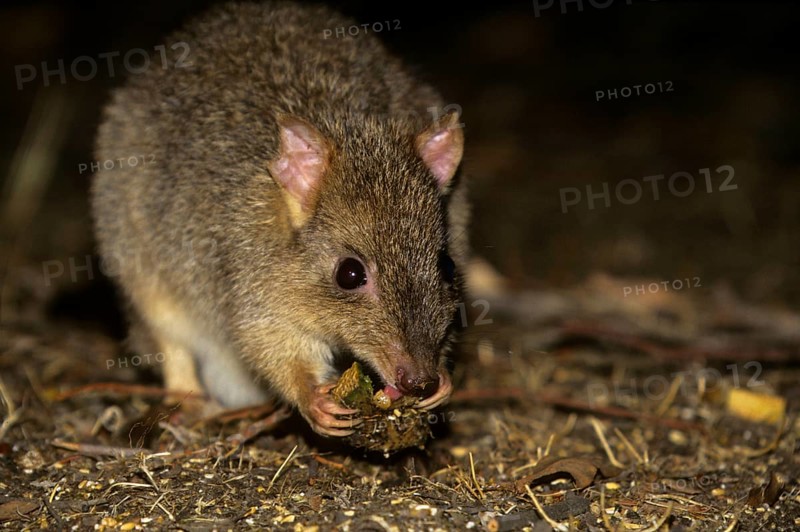 Brush-tailed Rat Kangaroo