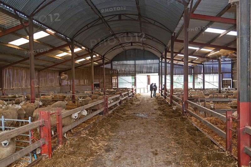 Sheep farming