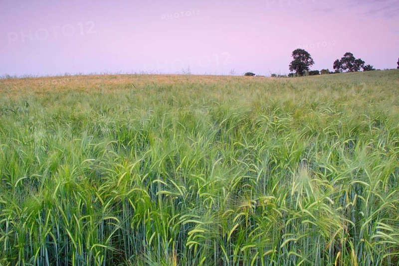 Barley